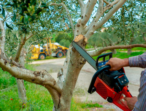 Best Dead Tree Removal  in Lake Shore, UT